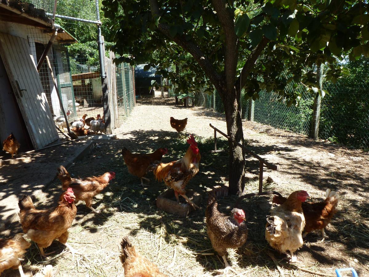 Agriturismo San Marco 호텔 로시냐노 마리티모 외부 사진